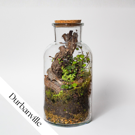 Terrarium Workshop | Sat, 27 Jun  | Durbanville - Rust & Vrede Gallery