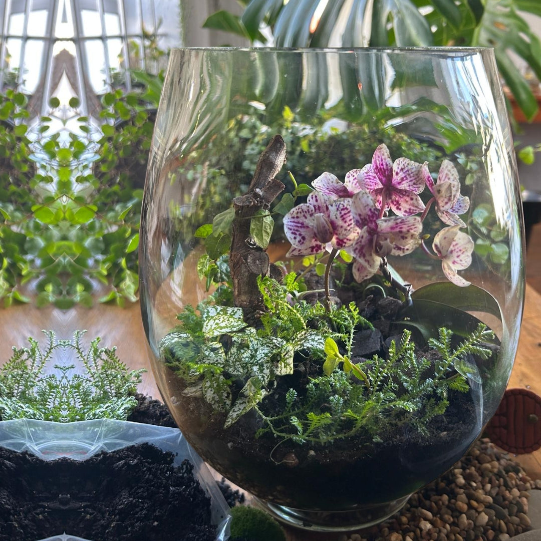 Orchid Terrarium Workshop | Sat, 14 Feb  | Wynberg - Elderflower Creative