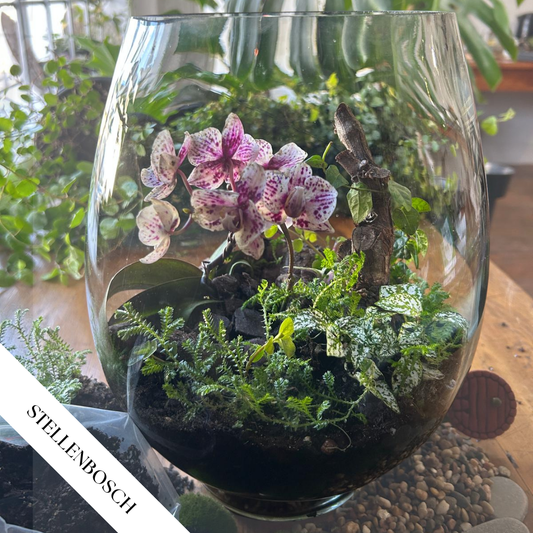 Mikro Orchid Terrarium Workshop | Sat, 30 Aug  | Stellenbosch - Warwick Wine