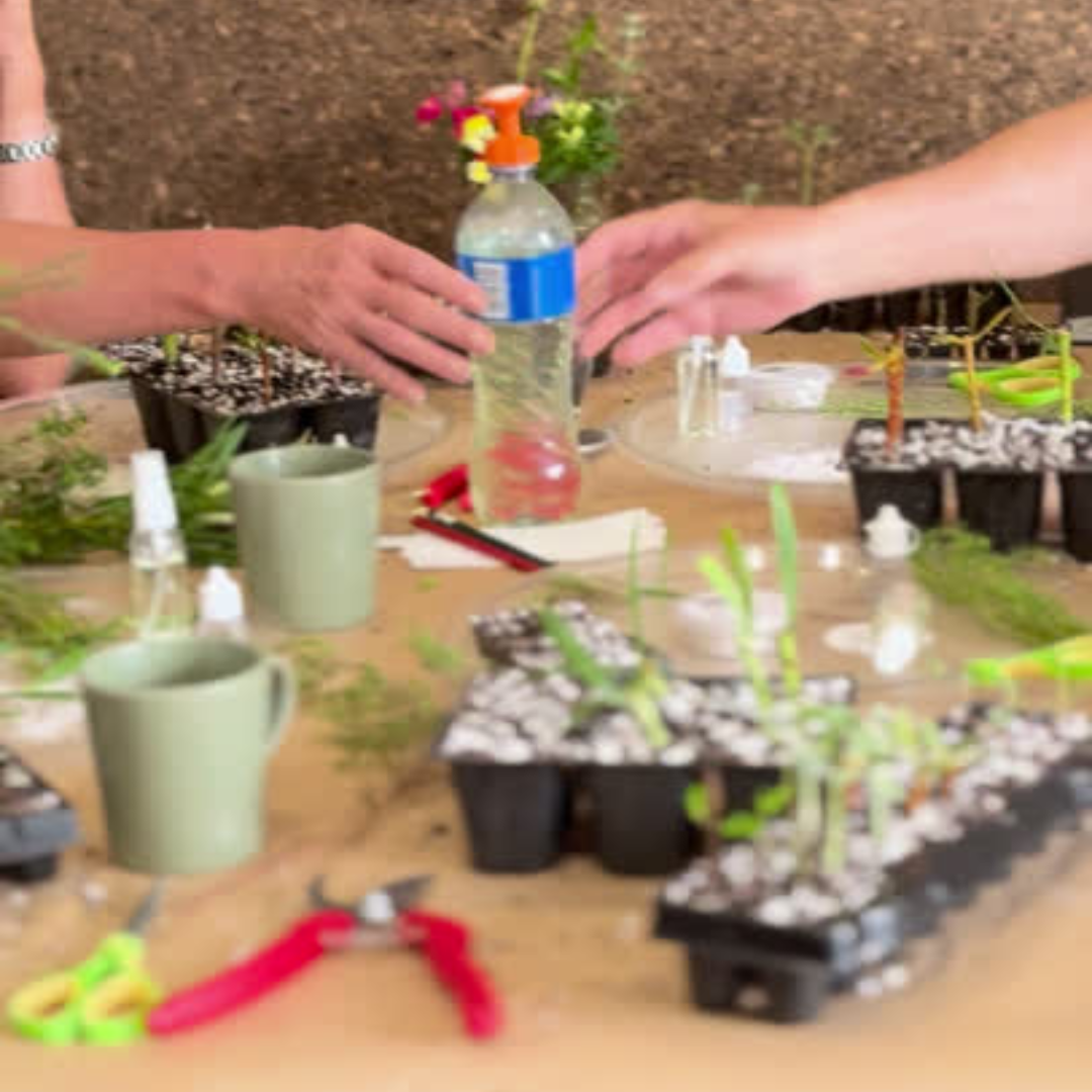 Fynbos and Hardwood Propagation Workshops 2026 | Wynberg - Elderflower Creative