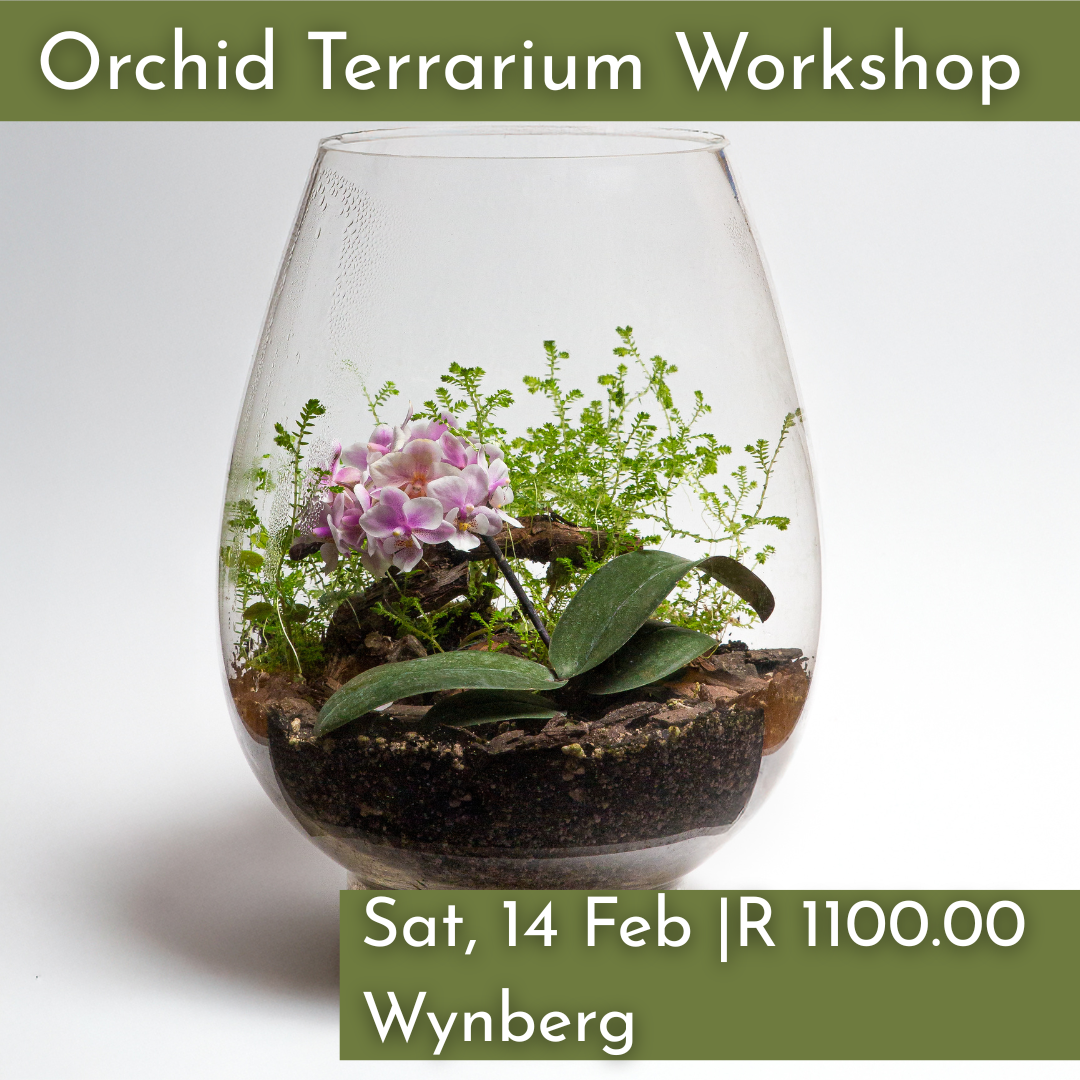 Orchid Terrarium Workshop | Sat, 14 Feb  | Wynberg - Elderflower Creative