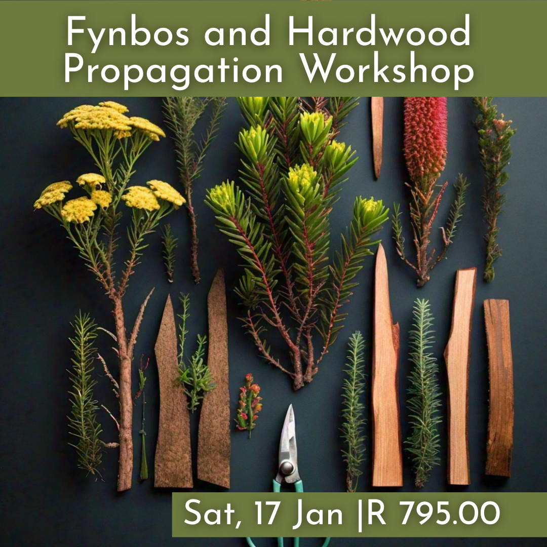 Fynbos and Hardwood Propagation Workshops 2026 | Wynberg - Elderflower Creative