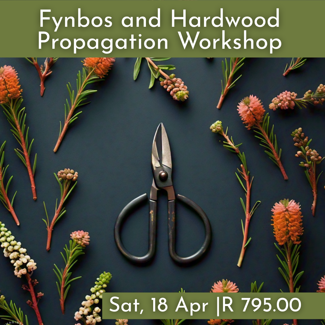 Fynbos and Hardwood Propagation Workshops 2026 | Wynberg - Elderflower Creative