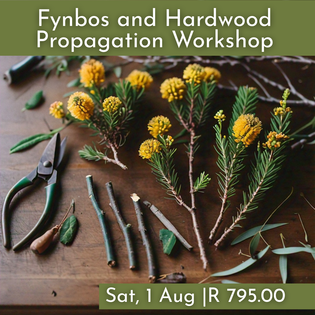 Fynbos and Hardwood Propagation Workshops 2026 | Wynberg - Elderflower Creative