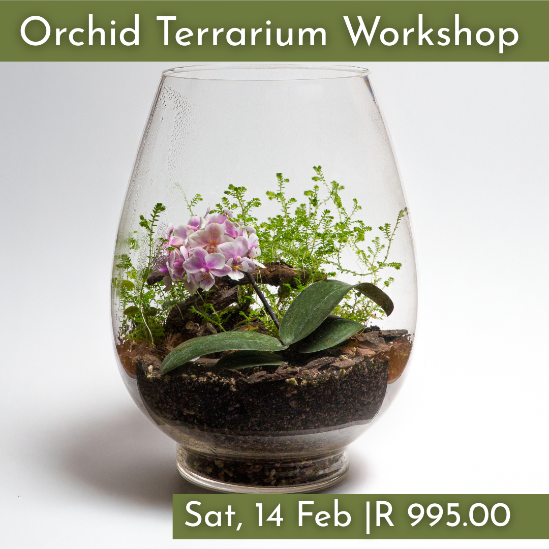 Orchid Terrarium Workshops 2026 | Wynberg - Elderflower Creative