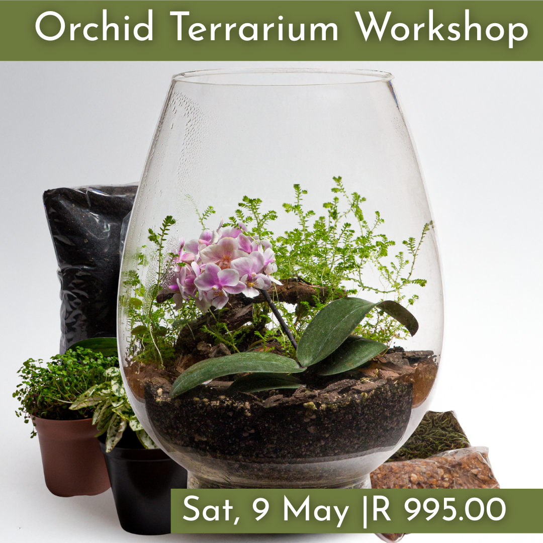Orchid Terrarium Workshops 2026 | Wynberg - Elderflower Creative
