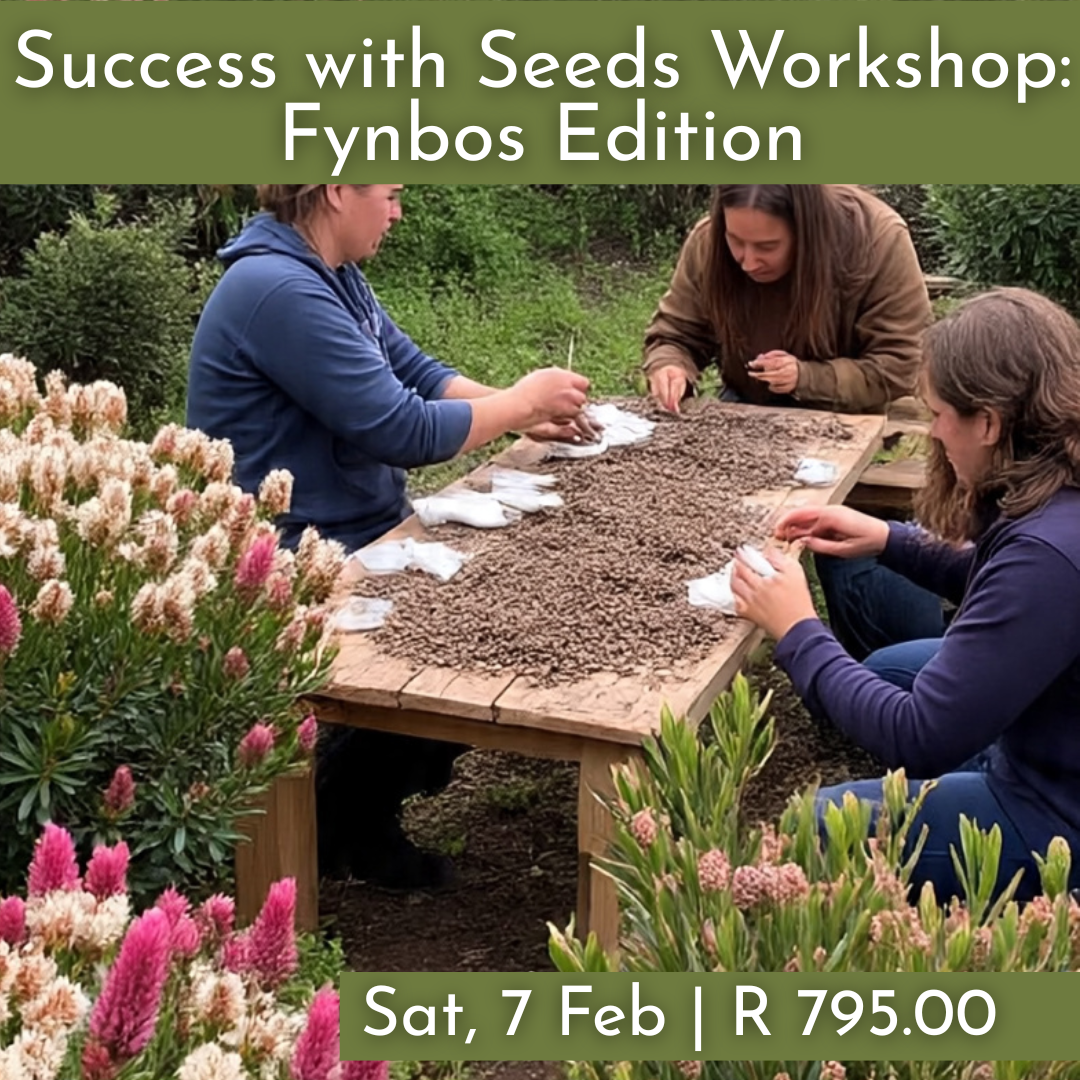 Success with Seeds Workshops : Fynbos Edition 2026 | Wynberg - Elderflower Creative