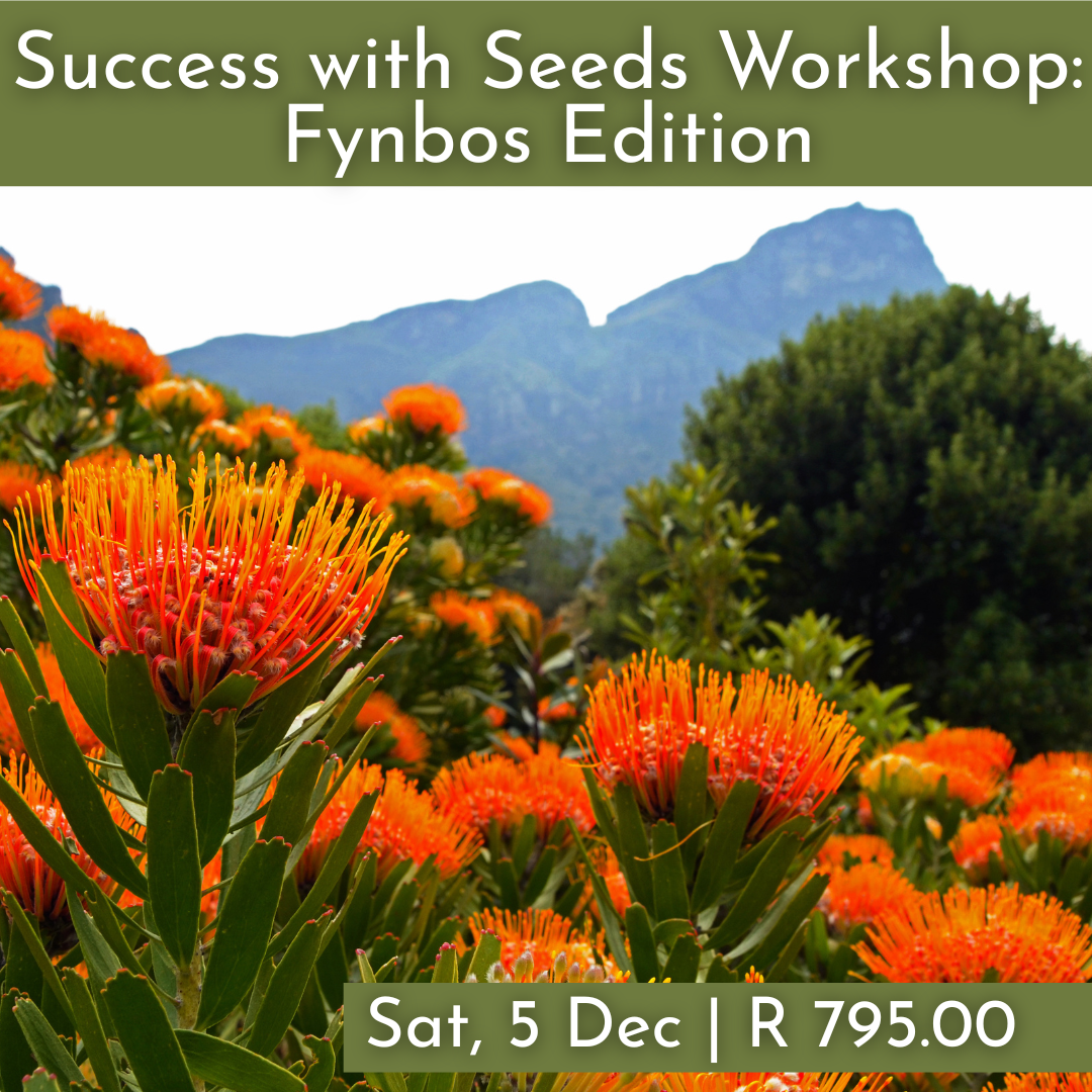 Success with Seeds Workshops : Fynbos Edition 2026 | Wynberg - Elderflower Creative
