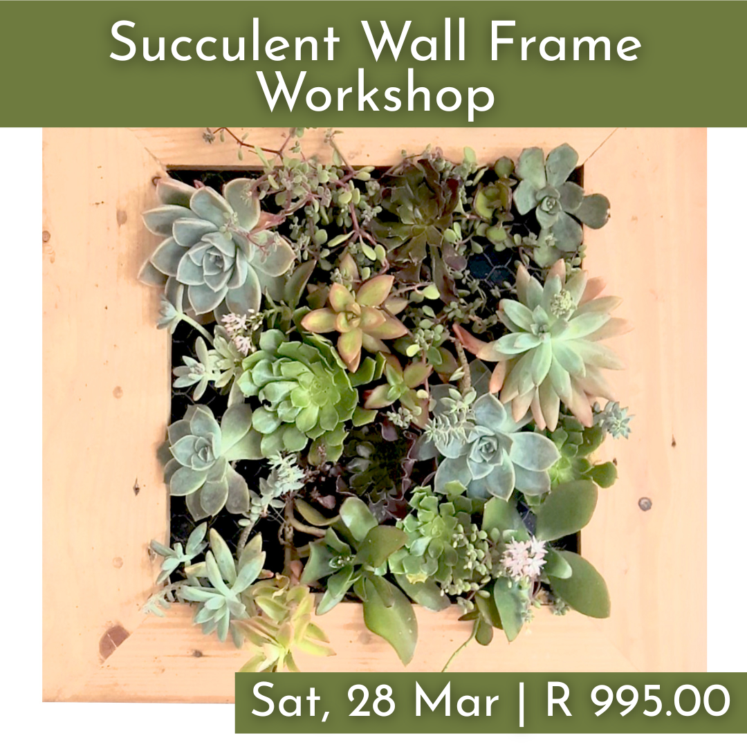 Succulent Wall Frame Workshops 2026 | Wynberg - Elderflower Creative