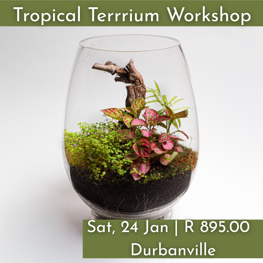 Tropical Terrarium Workshop | Sat, 24 Jan 2026  | Durbanville - Rust & Vrede Gallery