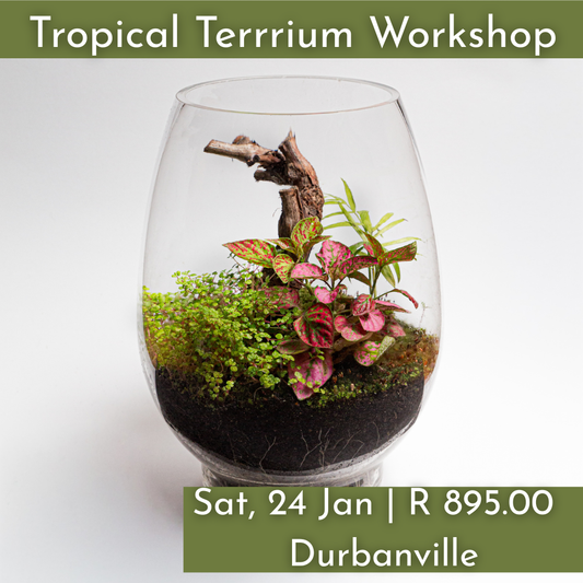 Tropical Terrarium Workshop | Sat, 24 Jan 2026  | Durbanville - Rust & Vrede Gallery