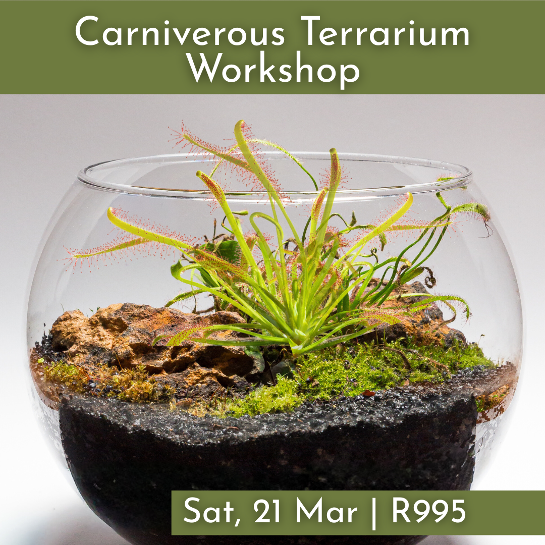 Carniverous Terrarium Workshops 2026 | Wynberg - Elderflower Creative