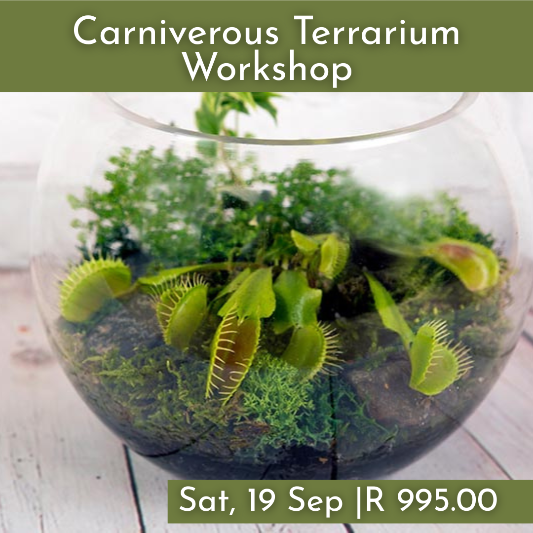 Carniverous Terrarium Workshops 2026 | Wynberg - Elderflower Creative