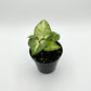 Terrarium Plants - Sets of 3 Mixed