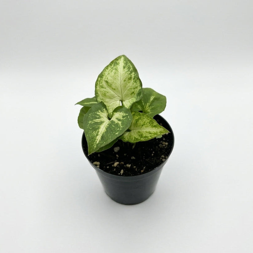 Terrarium Plants - Sets of 3 Mixed