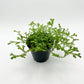 Terrarium Plants - Sets of 3 Mixed