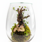 Live Terrariums (Ships Nationwide)