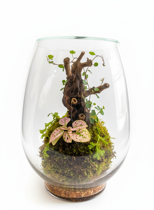 Live Terrariums (Ships Nationwide)