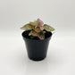 Terrarium Plants - Sets of 3 Mixed
