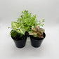Terrarium Plants - Sets of 3 Mixed