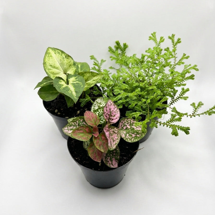 Terrarium Plants - Sets of 3 Mixed