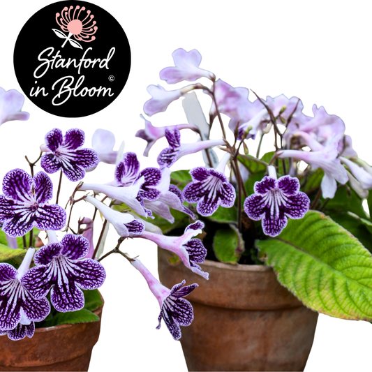 Streptocarpus Propagation Success Workshop | Sat, 20 Sep | Stanford in Bloom