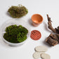 Hobbit House Terrarium Kit