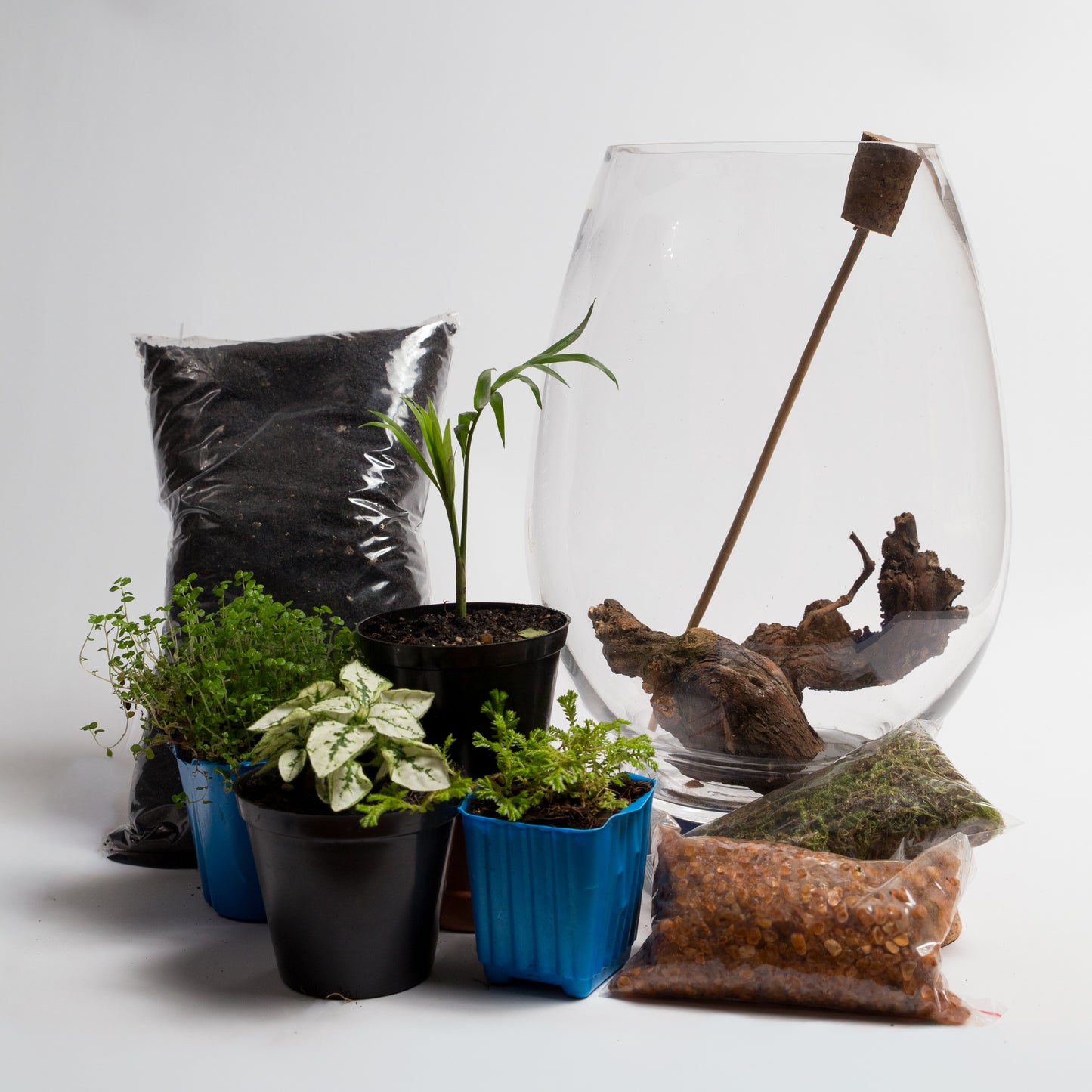 Tropical Terrarium Workshops 2026 | Wynberg - Elderflower Creative