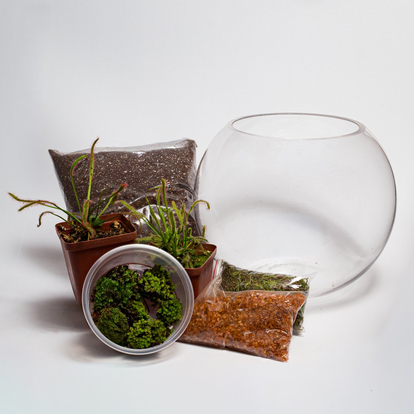 Sundew (Carnivorous) Terrarium Kit