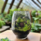 Hobbit Terrarium Workshops 2026 | Wynberg - Elderflower Creative