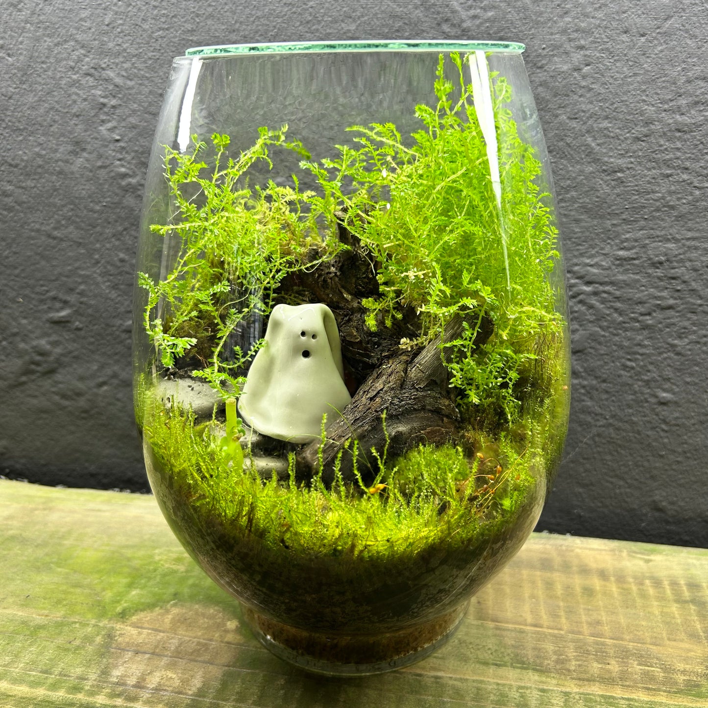 Halloween Terrarium DIY Kit - Limited edition