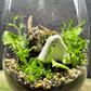 Halloween Terrarium DIY Kit - Limited edition