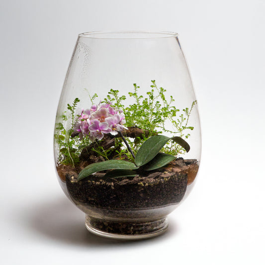 Orchid Terrarium Workshops 2026 | Wynberg - Elderflower Creative