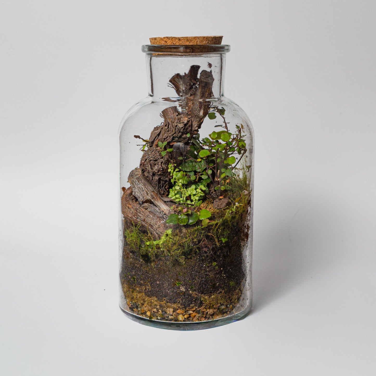 Bottle Terrarium Kit