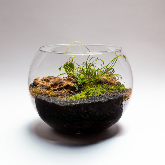 Sundew (Carnivorous) Terrarium Kit