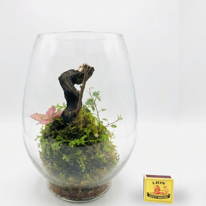 Live Terrariums (Ships Nationwide)