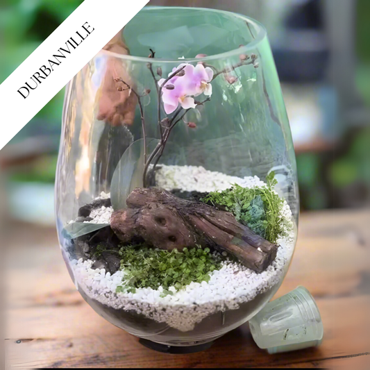 Mikro Orchid Terrarium  | Sat, 28 Jun | 10am  | Durbanville - Rust & Vrede Gallery