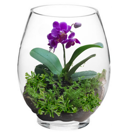 Mikro Orchid Terrarium Workshop | Sat, 15 Mar  | Plumstead - Elderflower Nursery | 13:00 pm