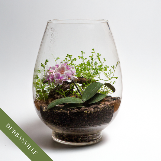 Orchid Terrarium Workshop | Sat, 4 Jul | Durbanville - Rust & Vrede Gallery