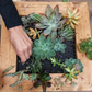 Succulent Frame Workshop | Sat, 18 Jul  | Stellenbosch - Warwick Wine
