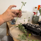 Fynbos and Hardwood Propagation Workshops 2026 | Wynberg - Elderflower Creative