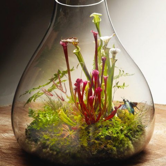 Carnivorous Pitcher Plant Terrarium | Sun, 22 Sept, 10am | Newlands (Montebello)