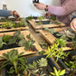 Succulent Frame Workshop | Sat, 18 Jul  | Stellenbosch - Warwick Wine