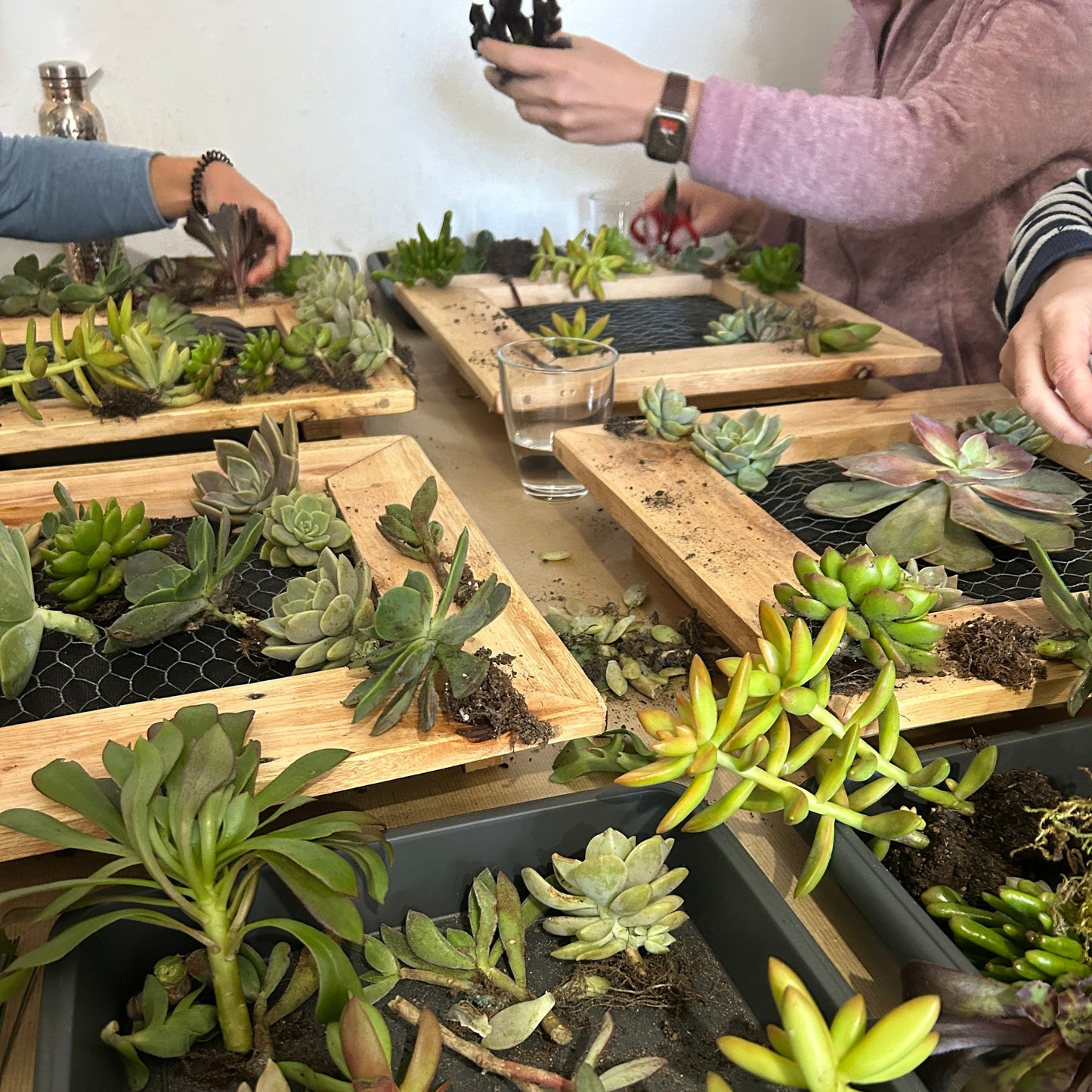 Succulent Frame Workshop | Sat, 18 Jul  | Stellenbosch - Warwick Wine