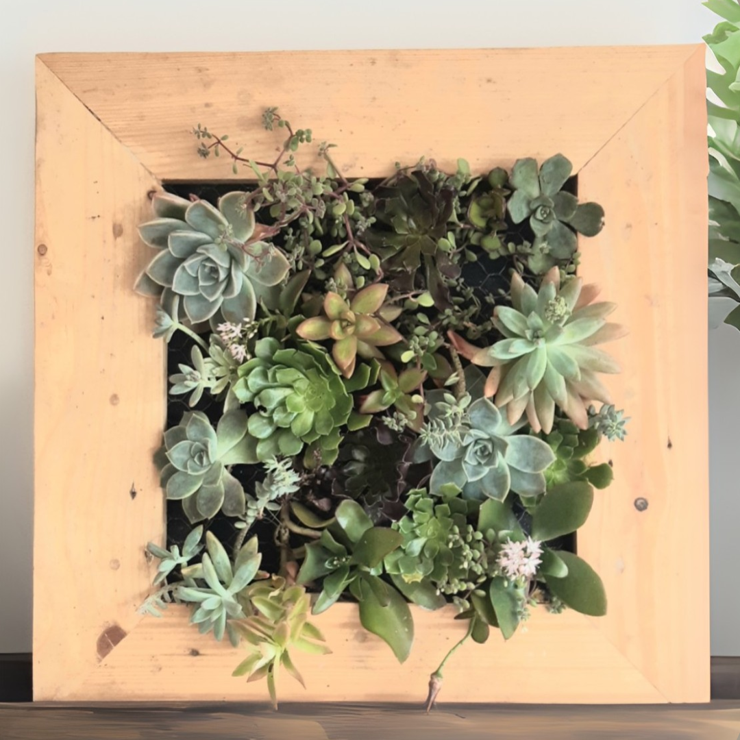 Succulent Wall Frame Workshops 2026 | Wynberg - Elderflower Creative