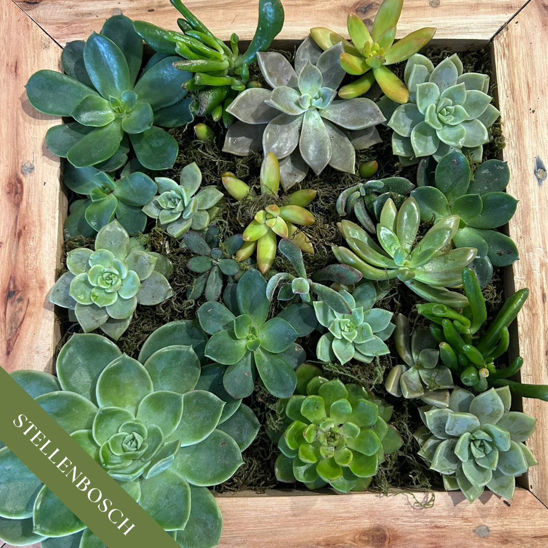 Succulent Frame Workshop | Sat, 18 Jul  | Stellenbosch - Warwick Wine