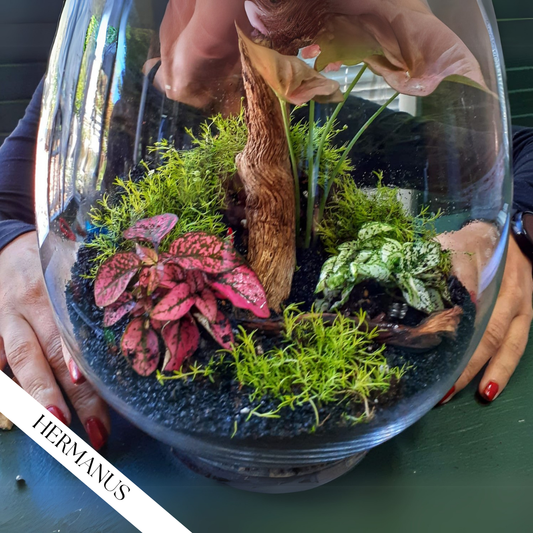 Terrarium Workshop | Sat, 23 Aug  | Hermanus  - MIKRO Coffee
