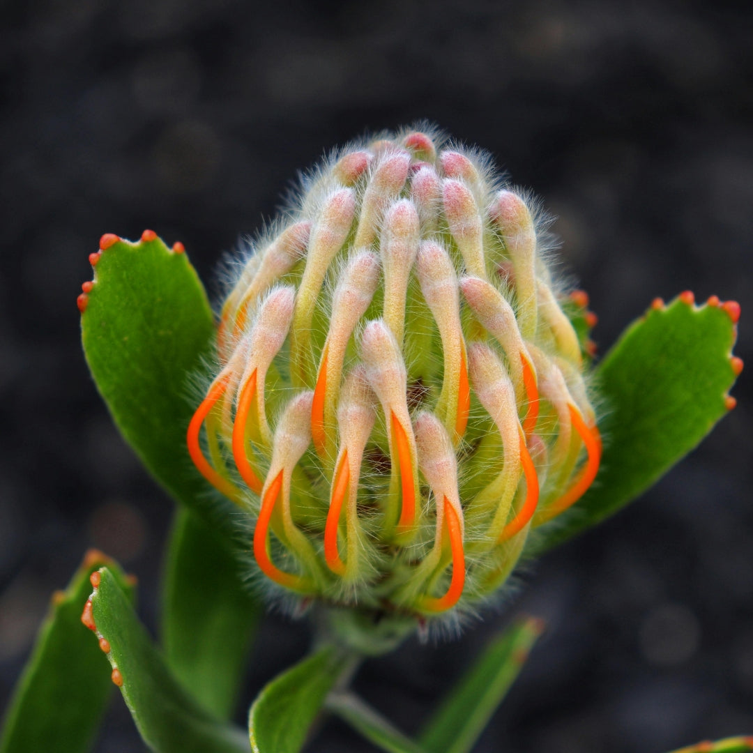 Success with Seeds Workshops : Fynbos Edition 2026 | Wynberg - Elderflower Creative