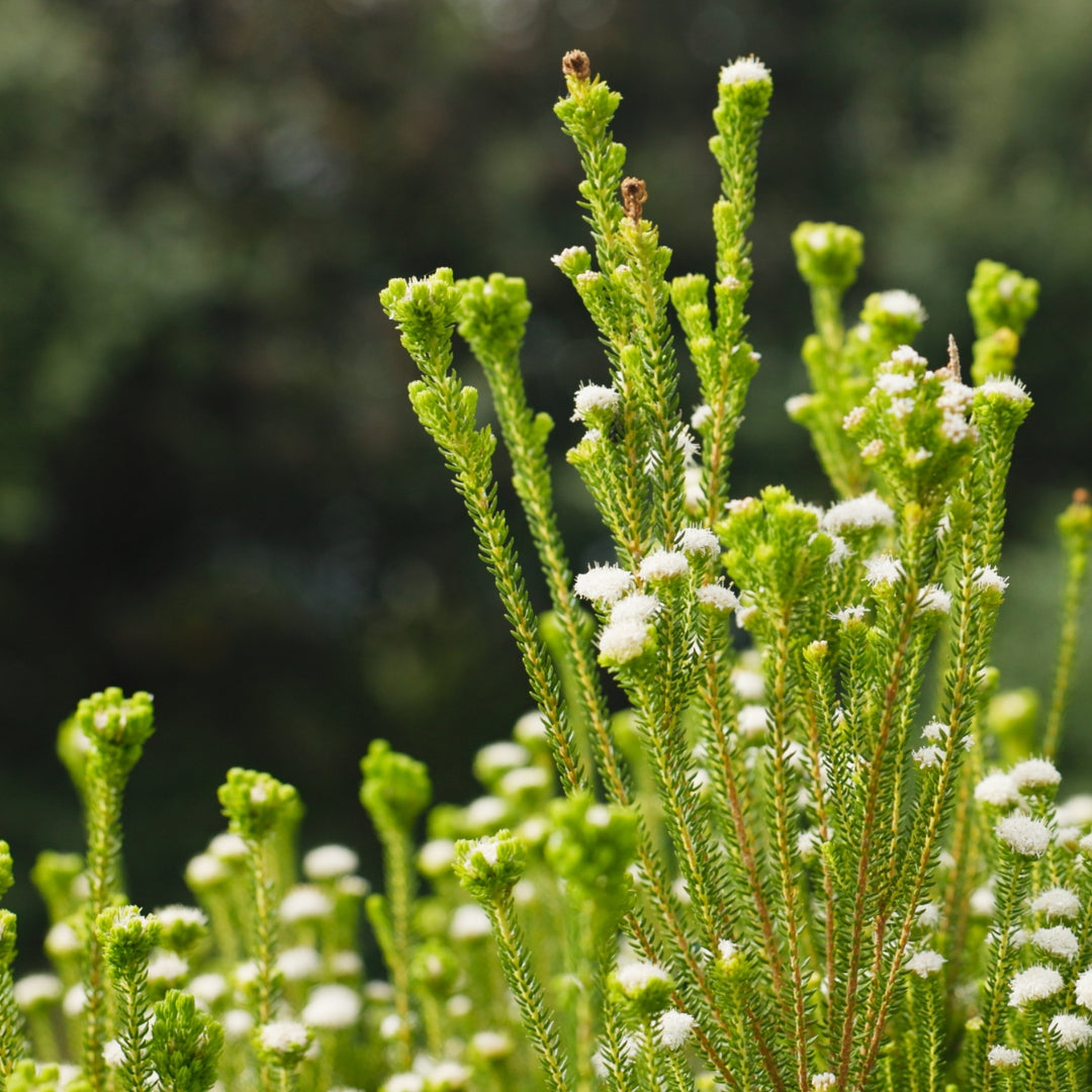 Success with Seeds Workshops : Fynbos Edition 2026 | Wynberg - Elderflower Creative