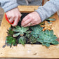 Succulent Wall Frame Gift Card